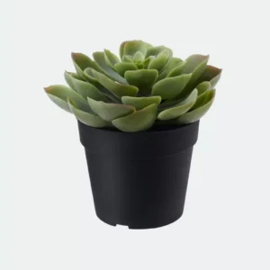 Fejka artificial plant